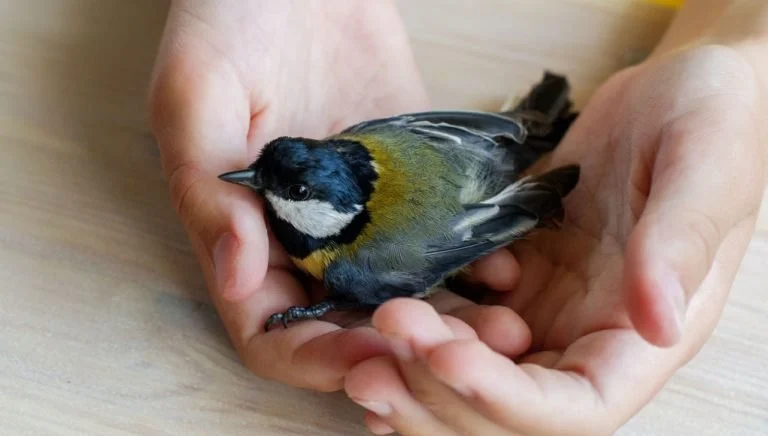 Common Illnesses Tips for Birds: What UK Pet Owners Need to Know