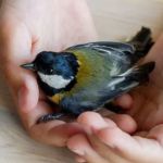 Common Illnesses Tips for Birds: What UK Pet Owners Need to Know