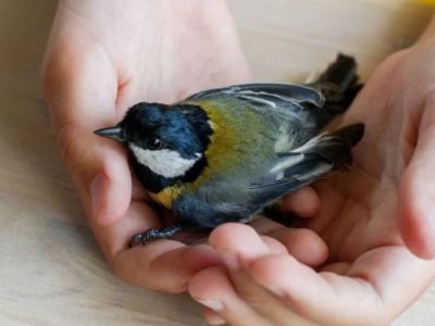Common Illnesses Tips for Birds: What UK Pet Owners Need to Know