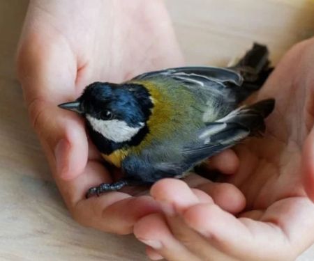 Common Illnesses Tips for Birds: What UK Pet Owners Need to Know