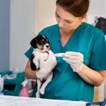 How to Improve Puppies Spaying and Neutering at Home: A Complete Guide