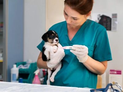 How to Improve Puppies Spaying and Neutering at Home: A Complete Guide