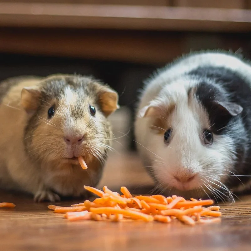 Best Practices for Guinea Pig Adoption Guide