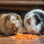 Best Practices for Guinea Pig Adoption Guide