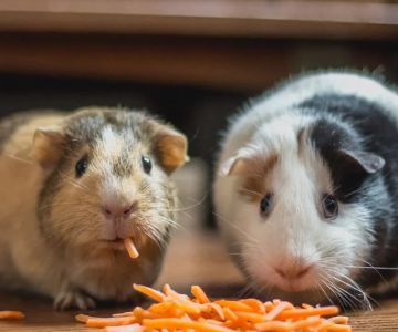 Best Practices for Guinea Pig Adoption Guide