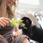 Best Practices for Nutrition Tips in Exotic Pets