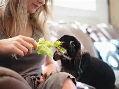 Best Practices for Nutrition Tips in Exotic Pets