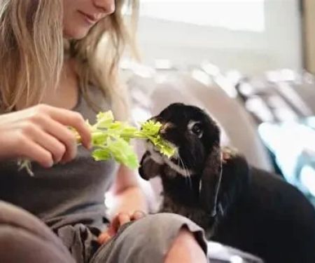 Best Practices for Nutrition Tips in Exotic Pets