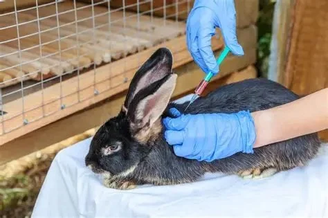Complete Guide to Vaccination for Rabbits