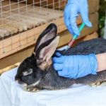 Complete Guide to Vaccination for Rabbits