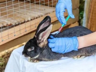 Complete Guide to Vaccination for Rabbits