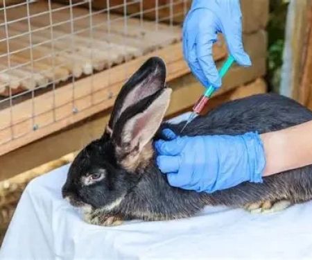 Complete Guide to Vaccination for Rabbits