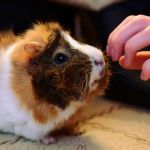 Vet-Approved Allergy Care for Guinea Pigs: Best Practices and Tips