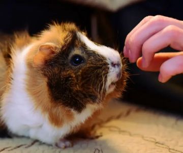 Vet-Approved Allergy Care for Guinea Pigs: Best Practices and Tips