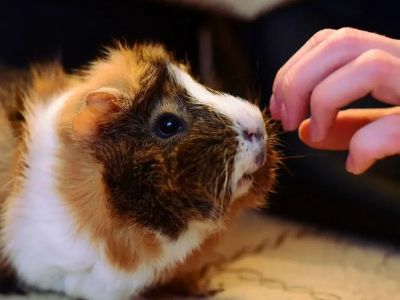 Vet-Approved Allergy Care for Guinea Pigs: Best Practices and Tips
