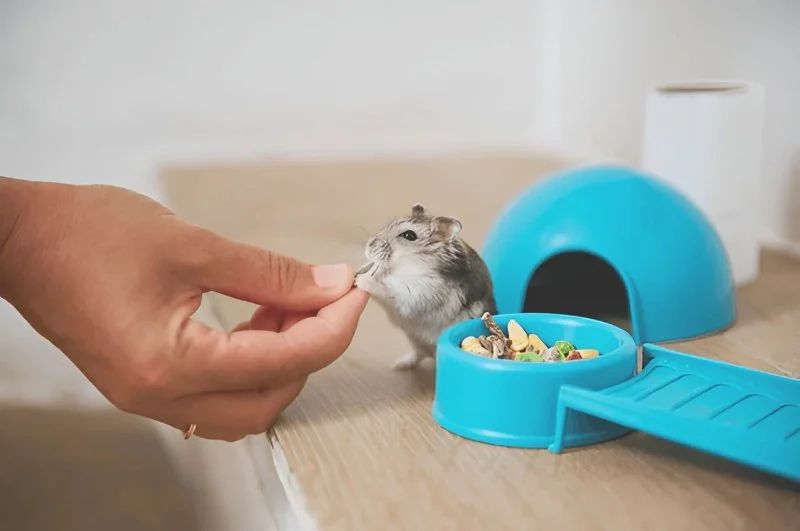 How to Improve Hamsters' Seasonal Health: Tips for Caring at Home