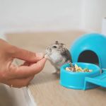 How to Improve Hamsters' Seasonal Health: Tips for Caring at Home