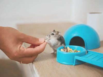 How to Improve Hamsters' Seasonal Health: Tips for Caring at Home