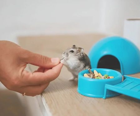 How to Improve Hamsters' Seasonal Health: Tips for Caring at Home