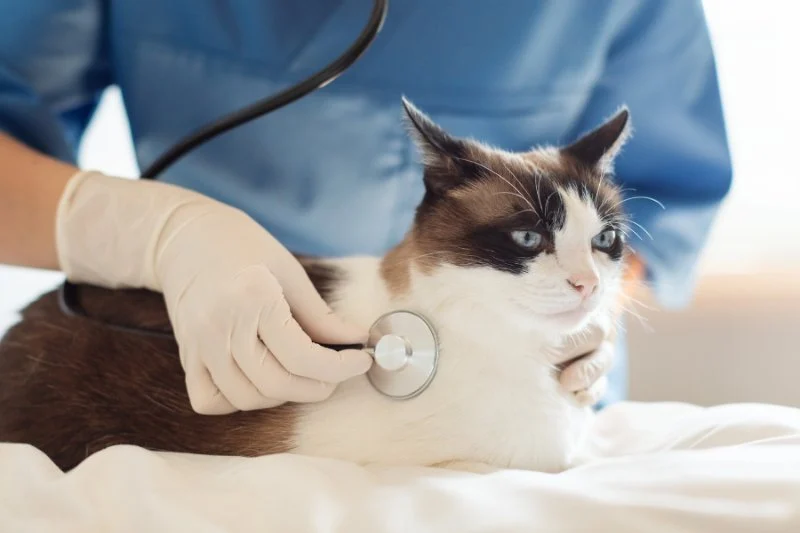 How to Improve Cats Health Checkups at Home