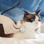 How to Improve Cats Health Checkups at Home