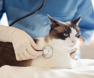 How to Improve Cats Health Checkups at Home