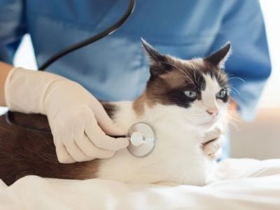 How to Improve Cats Health Checkups at Home