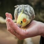 The Importance of Weight Management for Birds – Essential Tips for UK Bird Owners