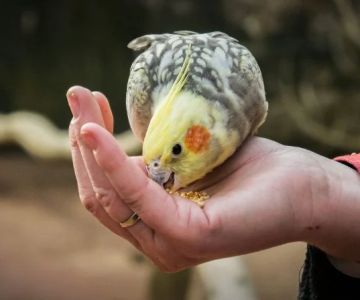 The Importance of Weight Management for Birds – Essential Tips for UK Bird Owners