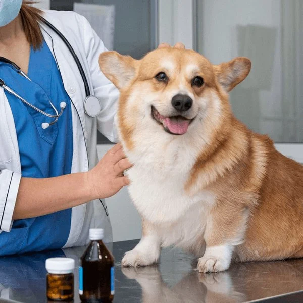 Vet-Approved Preventive Care for Dogs