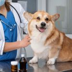 Vet-Approved Preventive Care for Dogs