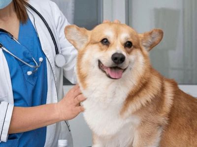 Vet-Approved Preventive Care for Dogs