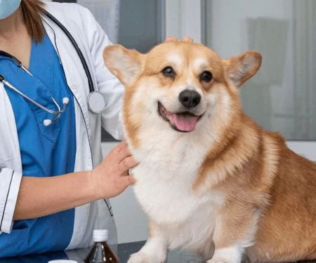 Vet-Approved Preventive Care for Dogs