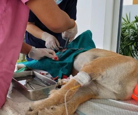 Vet-Approved Spaying and Neutering for Senior Pets