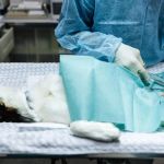 UK Pet Owner's Guide to Spaying and Neutering for Kittens