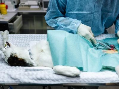 UK Pet Owner's Guide to Spaying and Neutering for Kittens