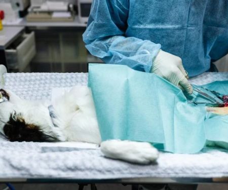 UK Pet Owner's Guide to Spaying and Neutering for Kittens