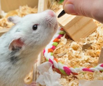 The Importance of Behaviour Training for Hamsters – UK Edition