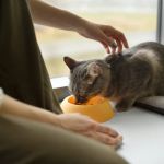 How to Improve Cats Common Illnesses at Home