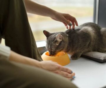 How to Improve Cats Common Illnesses at Home