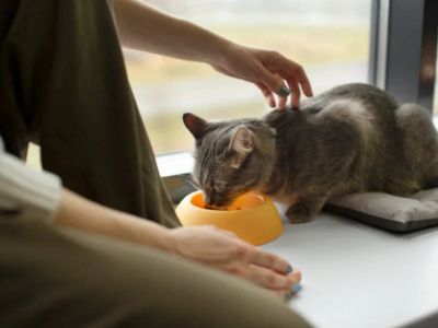 How to Improve Cats Common Illnesses at Home