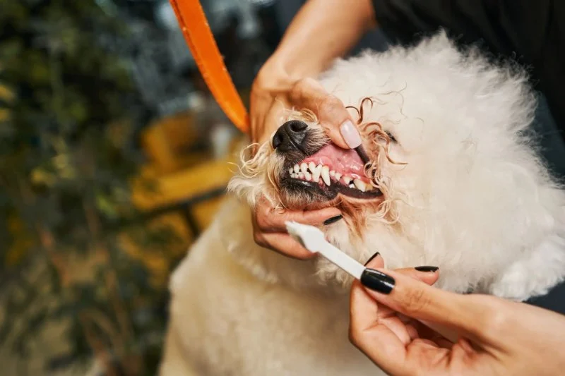 Complete Guide to Dental Care for Puppies
