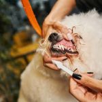 Complete Guide to Dental Care for Puppies