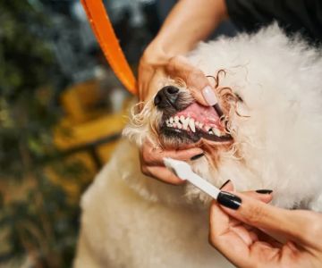 Complete Guide to Dental Care for Puppies