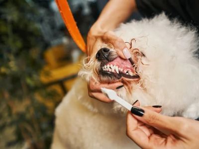 Complete Guide to Dental Care for Puppies