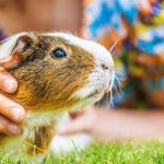 How to Improve Guinea Pig Behaviour Training at Home: A Complete Guide