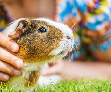 How to Improve Guinea Pig Behaviour Training at Home: A Complete Guide