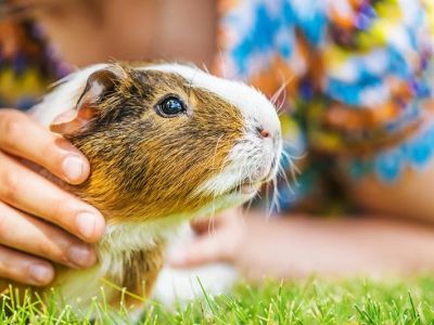How to Improve Guinea Pig Behaviour Training at Home: A Complete Guide