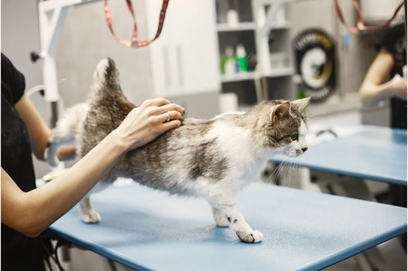 Emergency Vet Advice Explained: Keeping Your Cats Healthy in the UK