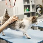 Emergency Vet Advice Explained: Keeping Your Cats Healthy in the UK